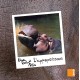 Peau poils et pattes - L'hippopotame - Samir Editeur
